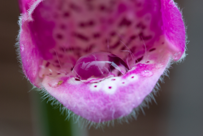 Common Foxglove